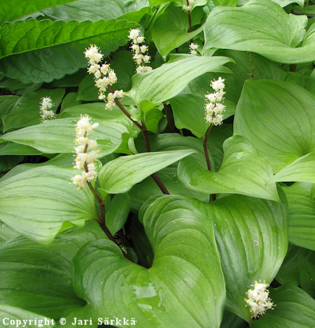 marmorioravanmarja - Maianthemum dilatatum